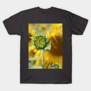 The Blooming of a Flower in the Sun T-Shirt